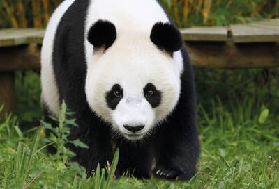 reuzenpanda-ww-ouwehands-dierenpark-10