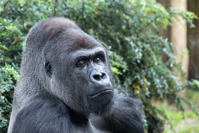 westelijke-laaglandgorilla-ouwehands-dierenpark-3